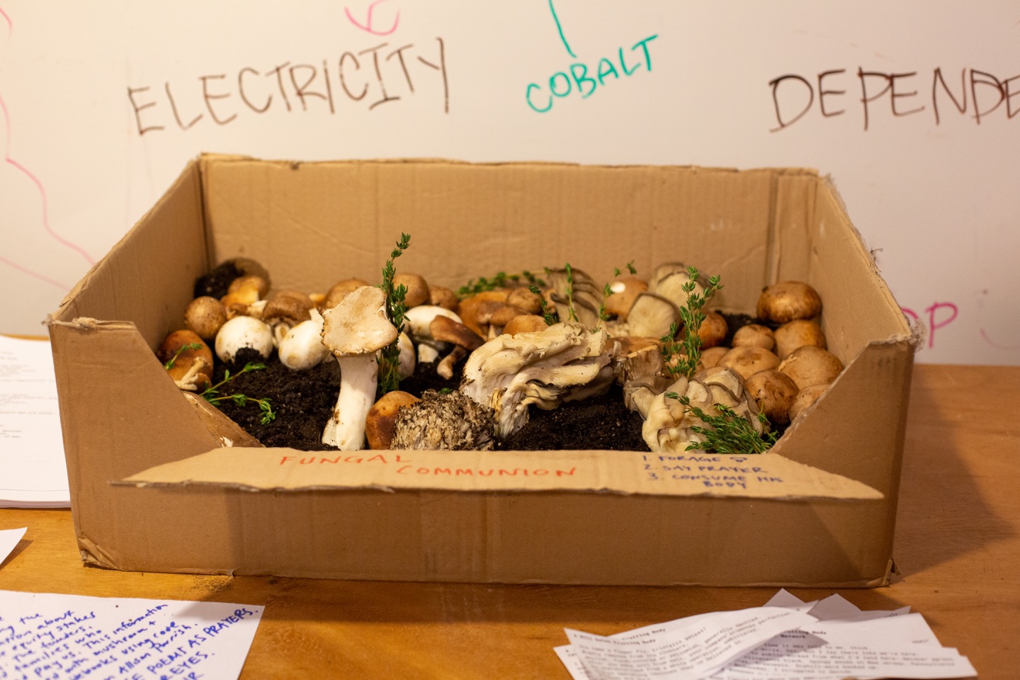 "Box of various mushrooms ready for use in fungal communion."