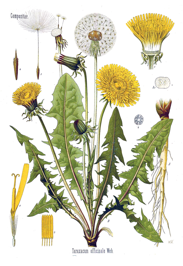 Dandelion botanical illustration.