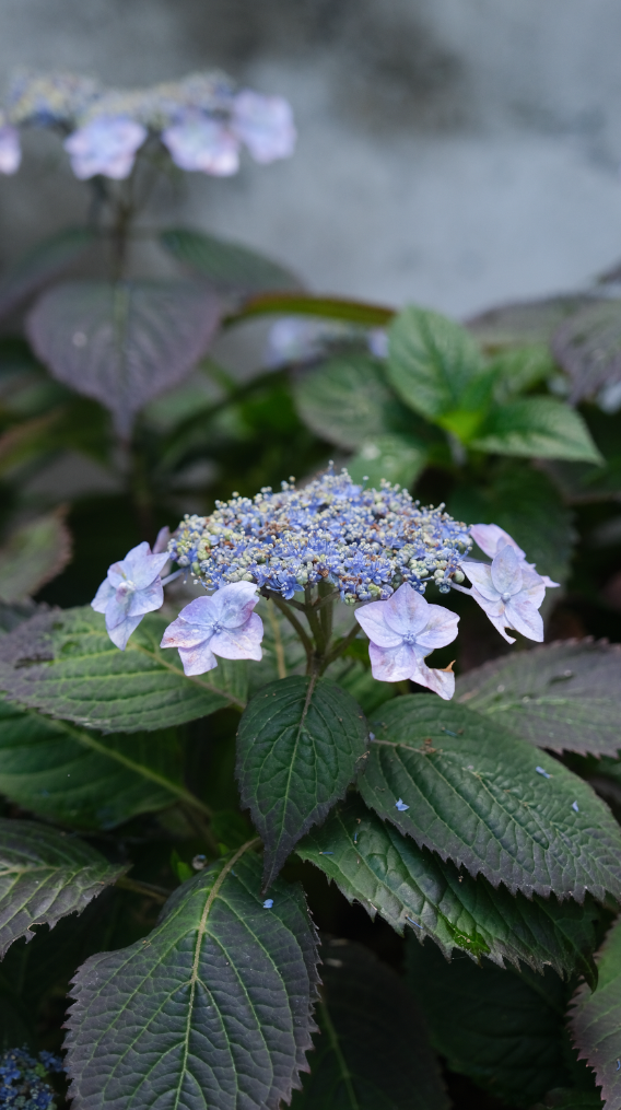 Blue hydrangea flowers soon after rain